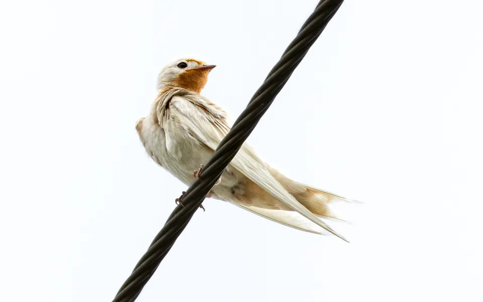 Barn Swallow (Hirundo rustica) — photo 5 of 5
