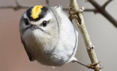 Goldcrest