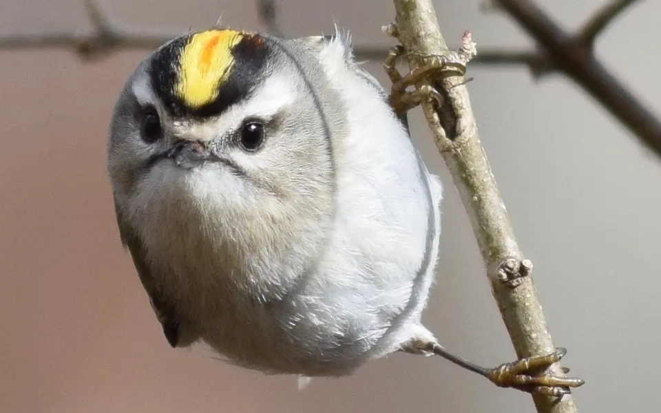Goldcrest (Regulus regulus) — photo 3 of 4