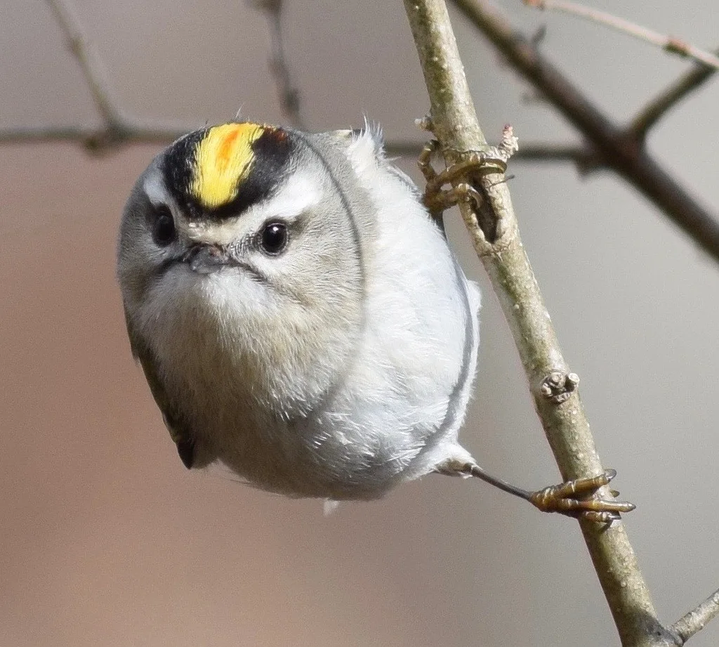 Goldcrest