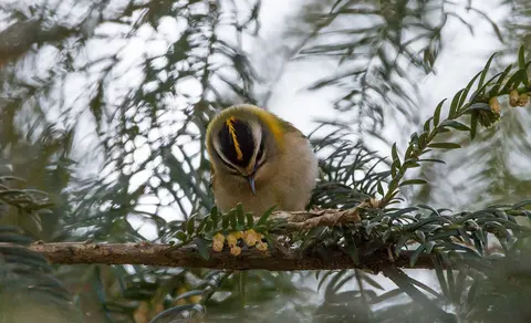 Common Firecrest (Regulus ignicapilla) — photo 3 of 3