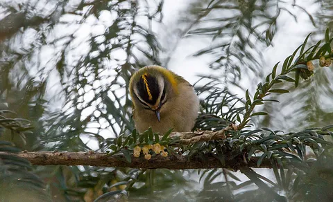Common Firecrest