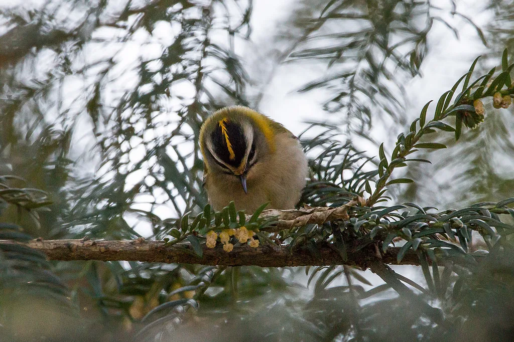 Common Firecrest
