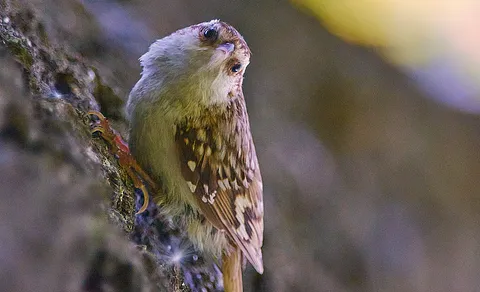 Eurasian Treecreeper