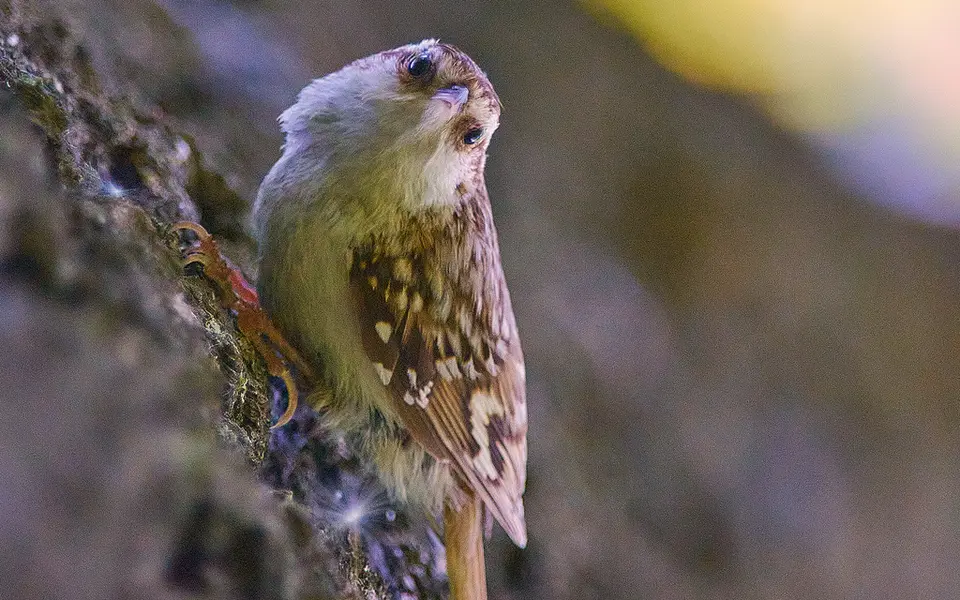 Eurasian Treecreeper (Certhia familiaris) — photo 3 of 3