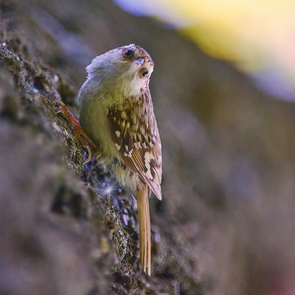 Eurasian Treecreeper