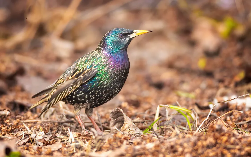 European Starling (Sturnus vulgaris) — photo 2 of 6