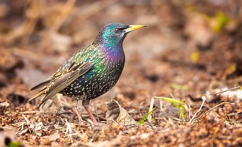 European Starling (Sturnus vulgaris) — photo 2 of 6