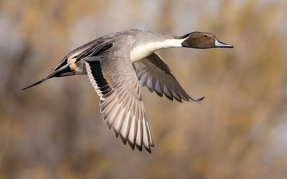 Northern Pintail (Anas acuta) — photo 1 of 4