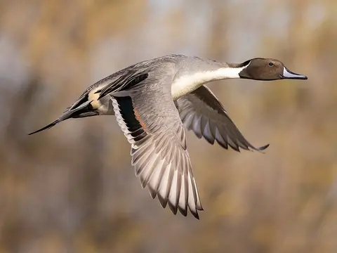 Northern Pintail