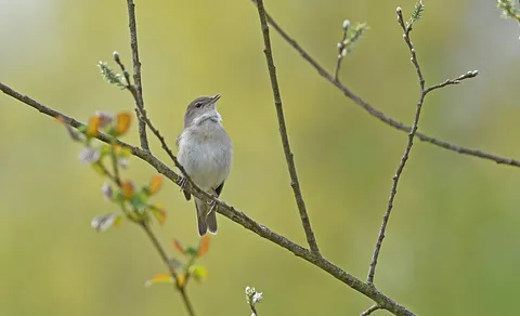 Garden Warbler