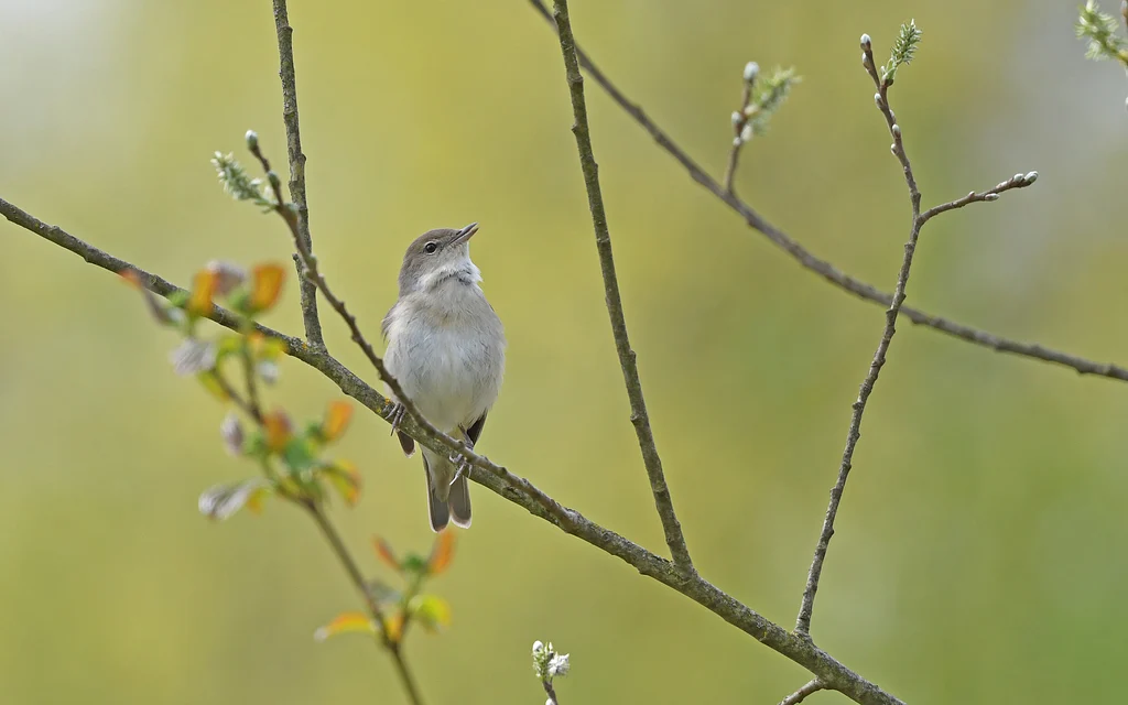 Garden Warbler