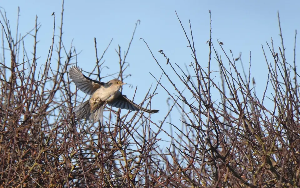 Barred Warbler (Sylvia nisoria) — photo 6 of 6