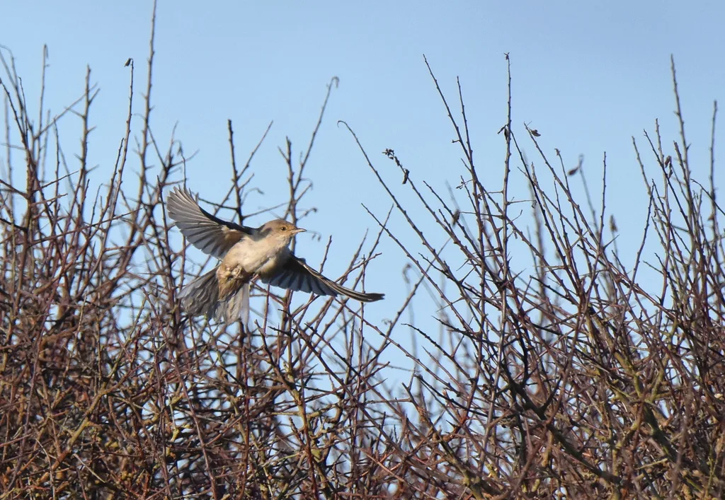 Barred Warbler