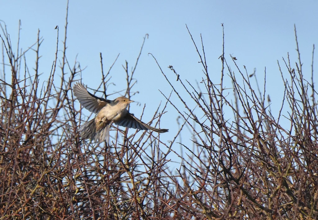 Barred Warbler