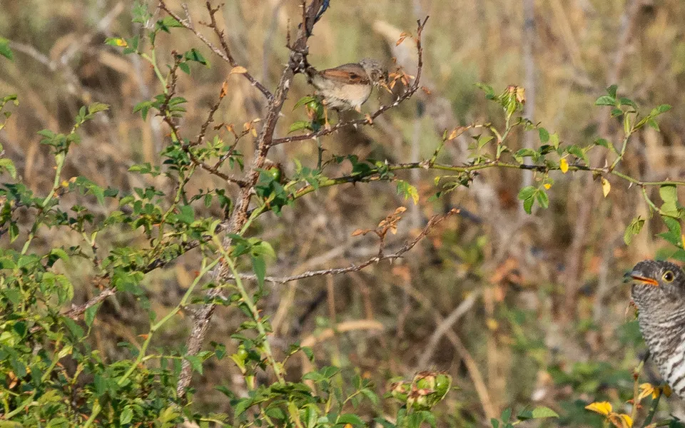 Greater Whitethroat (Curruca communis) — photo 6 of 6