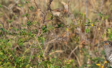 Greater Whitethroat