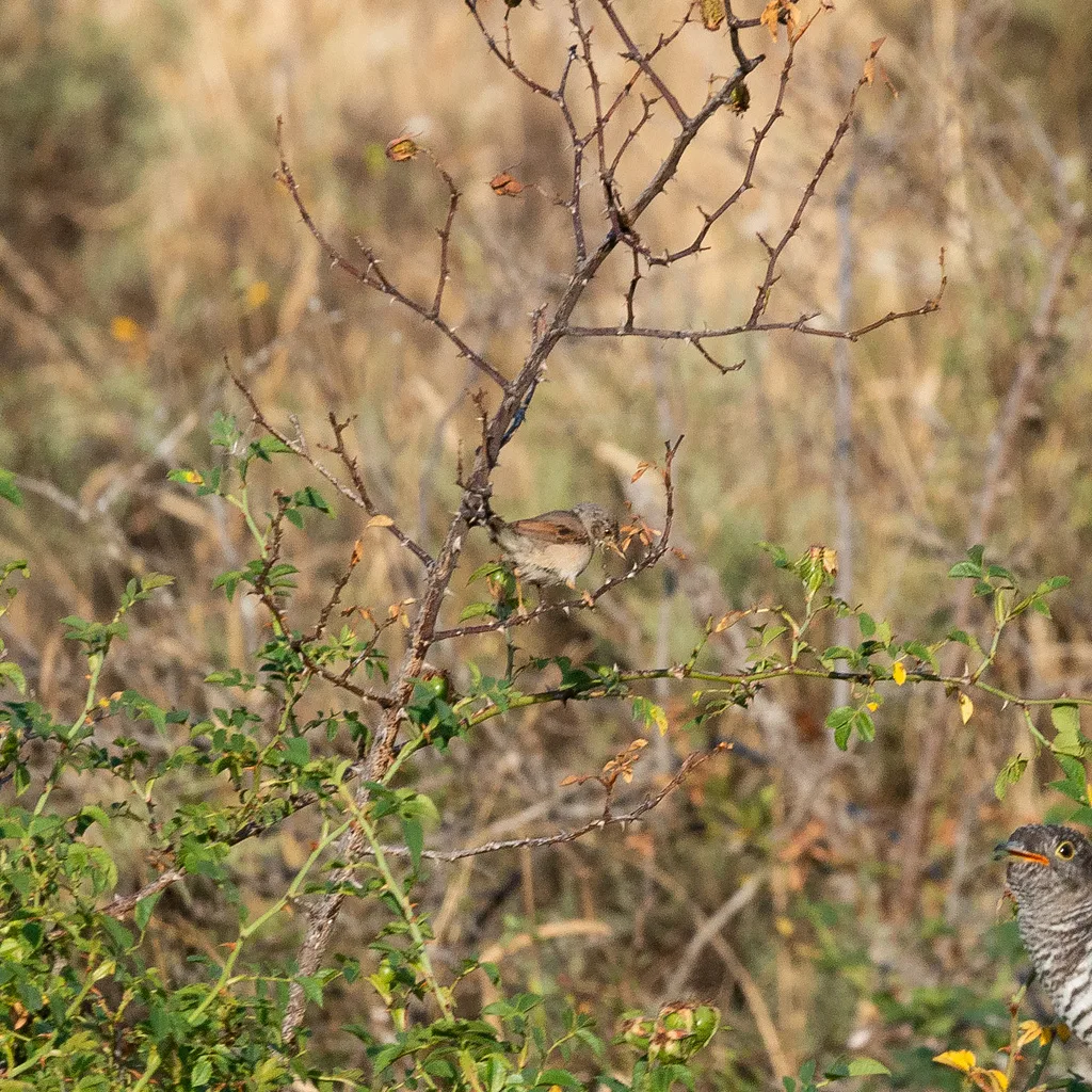 Greater Whitethroat