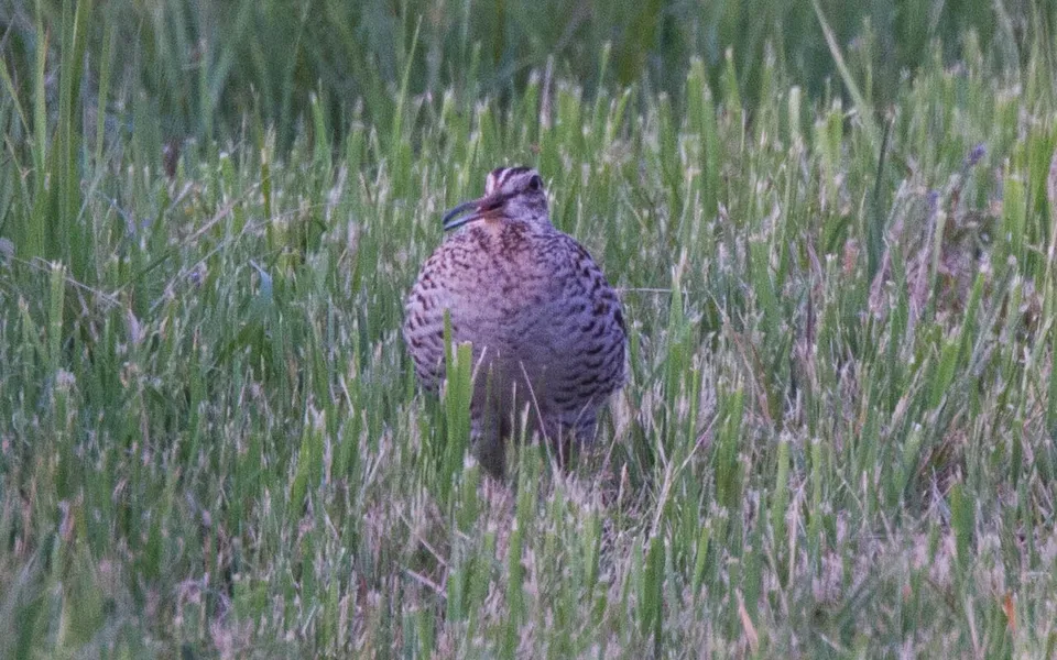 Great Snipe (Gallinago media) — photo 2 of 5