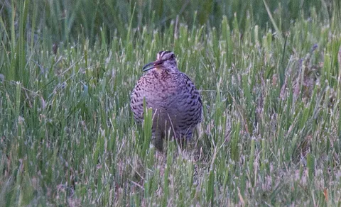 Great Snipe (Gallinago media) — photo 2 of 5