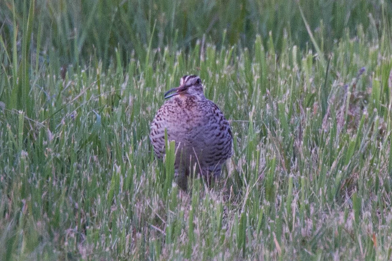 Great Snipe (Gallinago media) — photo 2 of 5