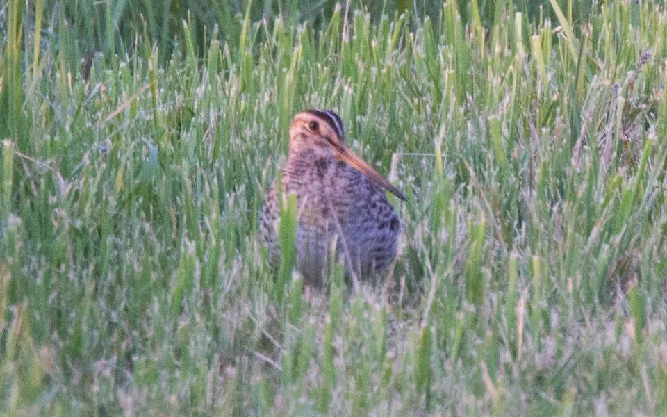 Great Snipe (Gallinago media) — photo 4 of 5