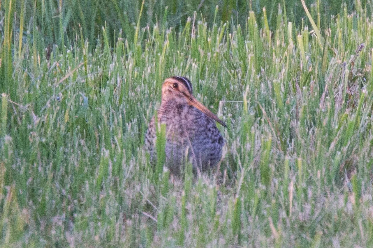 Great Snipe (Gallinago media) — photo 4 of 5