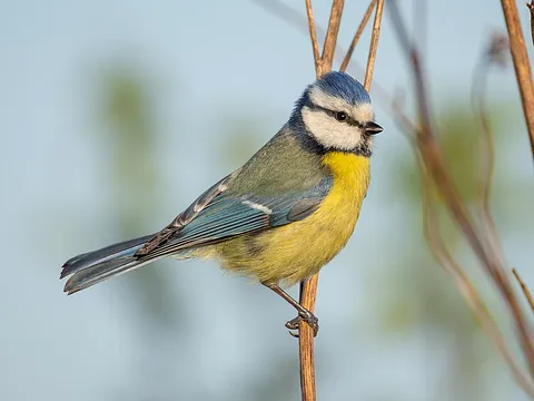 Eurasian Blue Tit