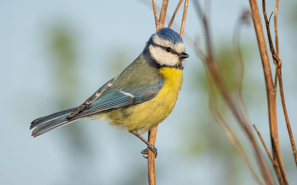 Eurasian Blue Tit (Cyanistes caeruleus) — photo 1 of 3