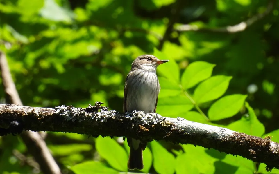 Spotted Flycatcher (Muscicapa striata) — photo 2 of 4