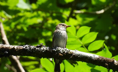 Spotted Flycatcher (Muscicapa striata) — photo 2 of 4