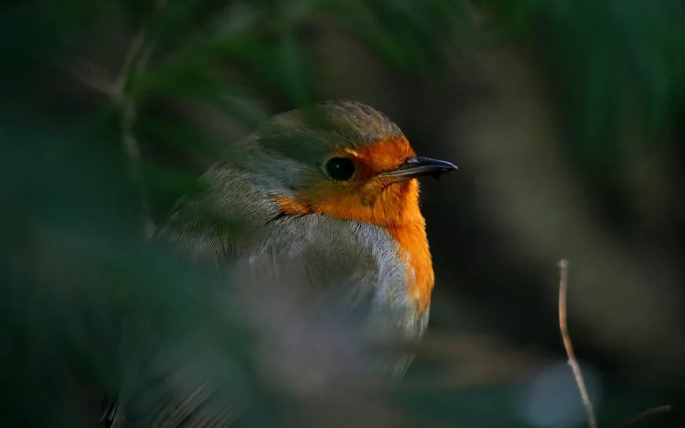 European Robin (Erithacus rubecula) — photo 2 of 5
