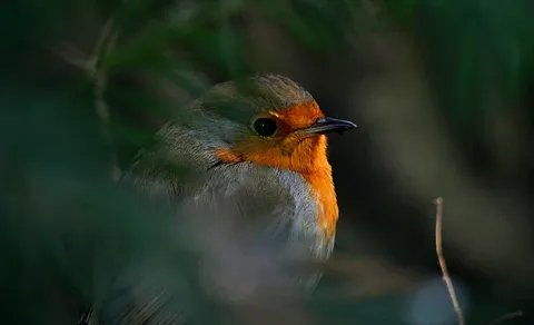 European Robin (Erithacus rubecula) — photo 2 of 5