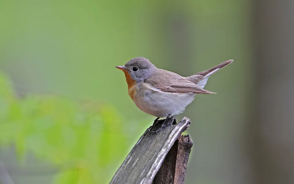 Red-breasted Flycatcher (Ficedula parva) — photo 5 of 5