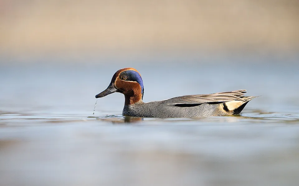 Green-winged Teal (Anas crecca) — photo 1 of 4