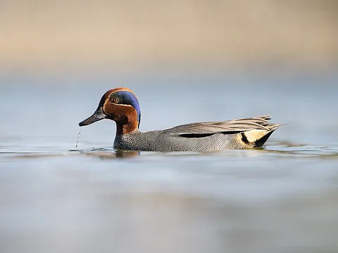Green-winged Teal