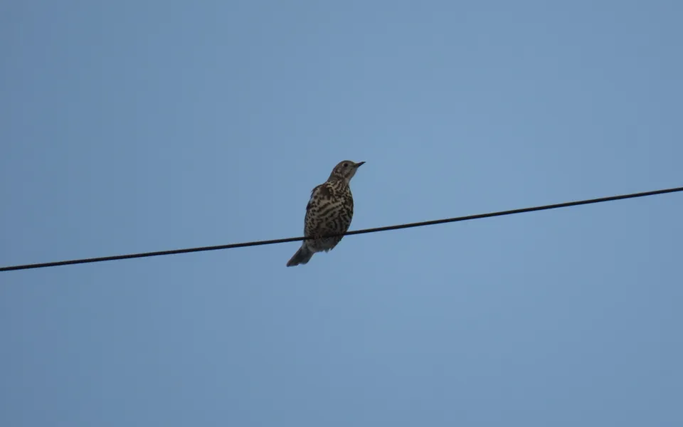 Mistle Thrush (Turdus viscivorus) — photo 2 of 5