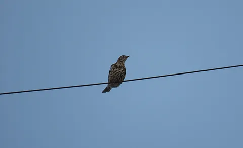 Mistle Thrush (Turdus viscivorus) — photo 2 of 5