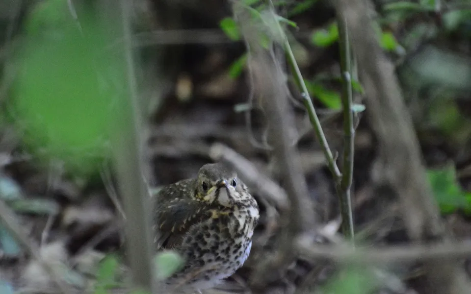 Song Thrush (Turdus philomelos) — photo 2 of 5
