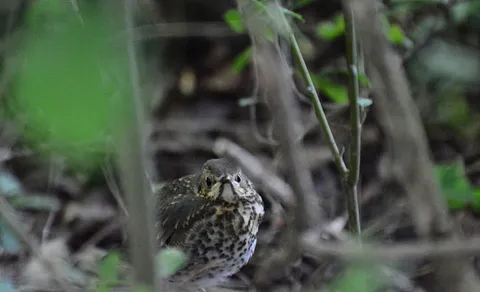 Song Thrush (Turdus philomelos) — photo 2 of 5