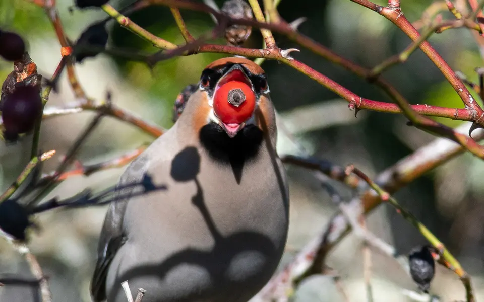 Bohemian Waxwing (Bombycilla garrulus) — photo 4 of 4