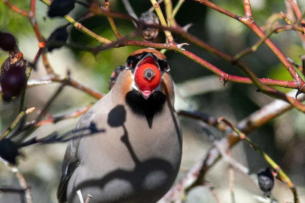 Bohemian Waxwing