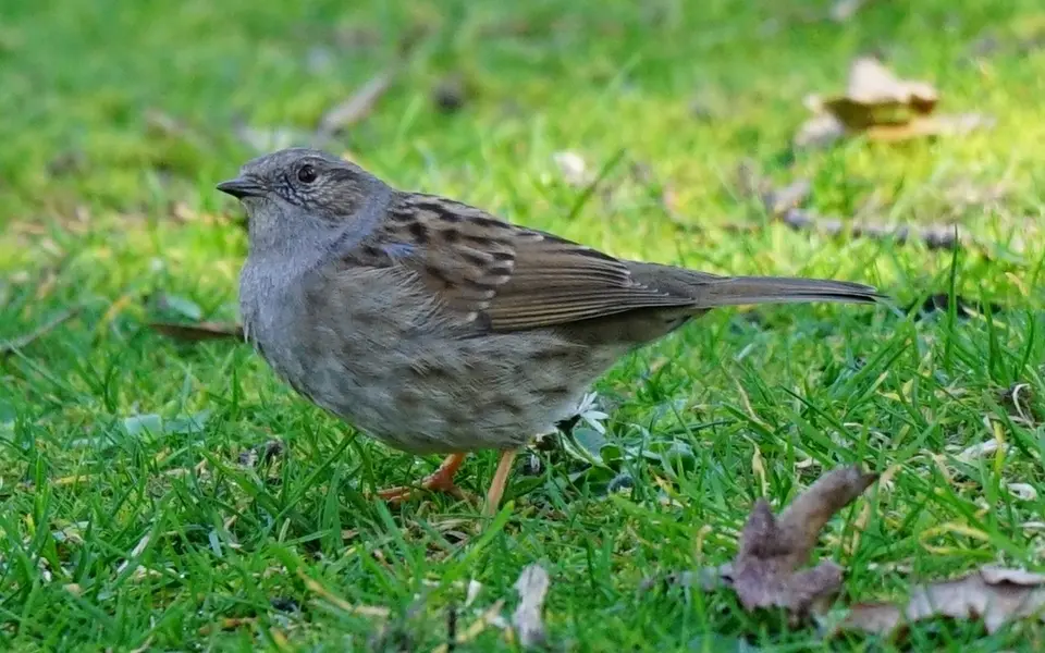 Dunnock (Prunella modularis) — photo 3 of 5