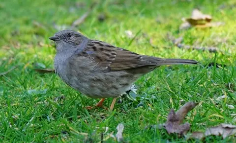 Dunnock (Prunella modularis) — photo 3 of 5