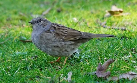 Dunnock