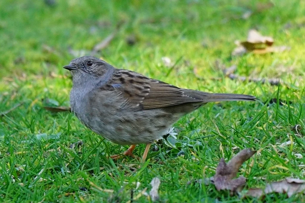 Dunnock