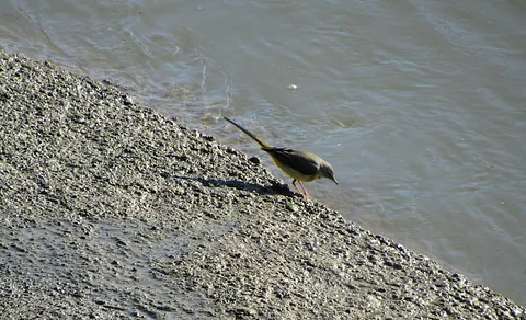 Gray Wagtail (Motacilla cinerea) — photo 2 of 6