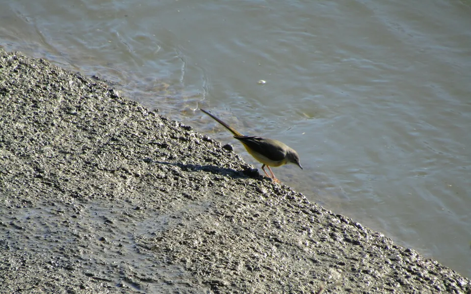 Gray Wagtail (Motacilla cinerea) — photo 2 of 6