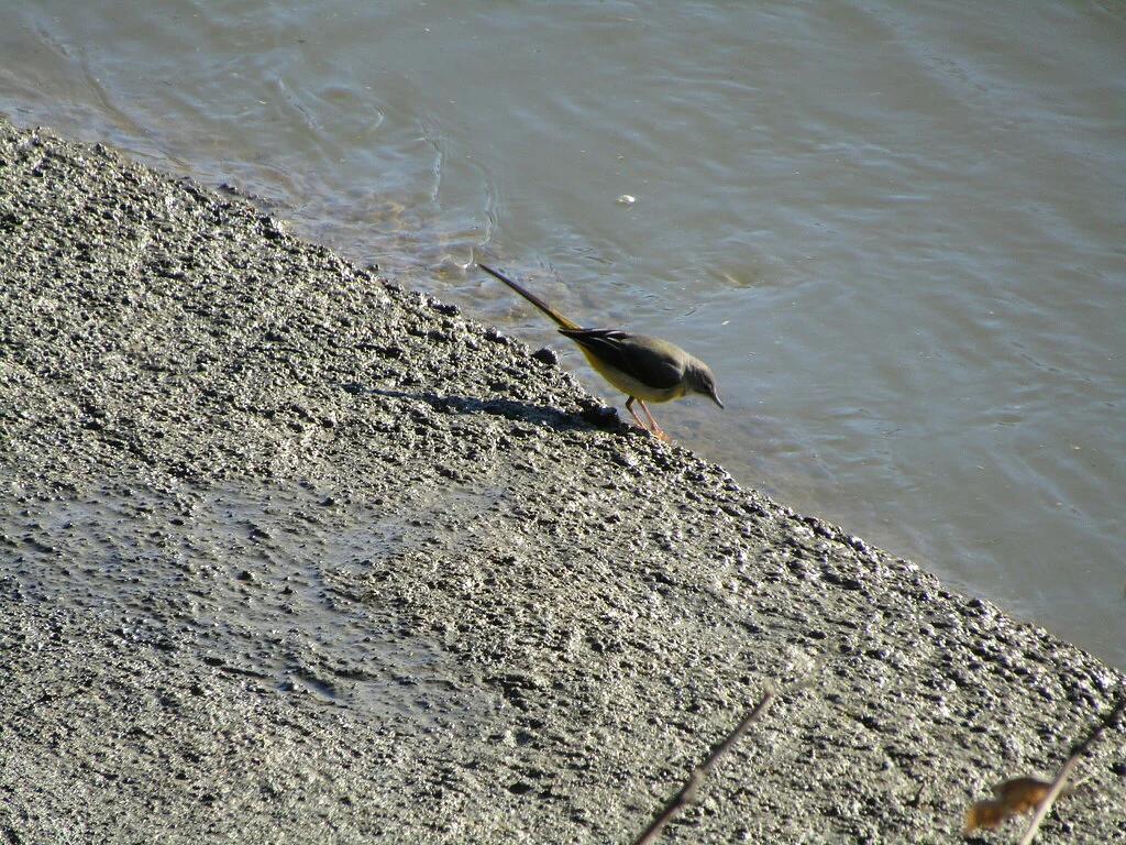 Gray Wagtail (Motacilla cinerea) — photo 2 of 6