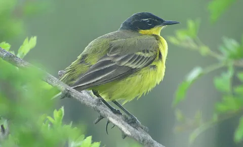 Western Yellow Wagtail (Motacilla flava) — photo 2 of 4